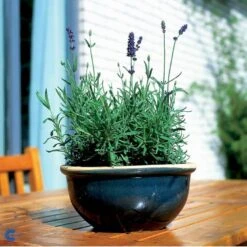 Ægte Lavendel Lavandula Angustifolia Pose Med Frø Eller Løg, 15 10 Ægte Lavendel Lavandula Angustifolia Pose Med Frø Eller Løg, 15 -Osmoz Naturens Butik fi10184 lavandula angustifolia 03ab