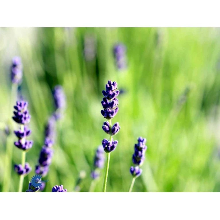 Ægte Lavendel Lavandula Angustifolia Pose Med Frø Eller Løg, 15 4 Ægte Lavendel Lavandula Angustifolia Pose Med Frø Eller Løg, 15 - Billede 2