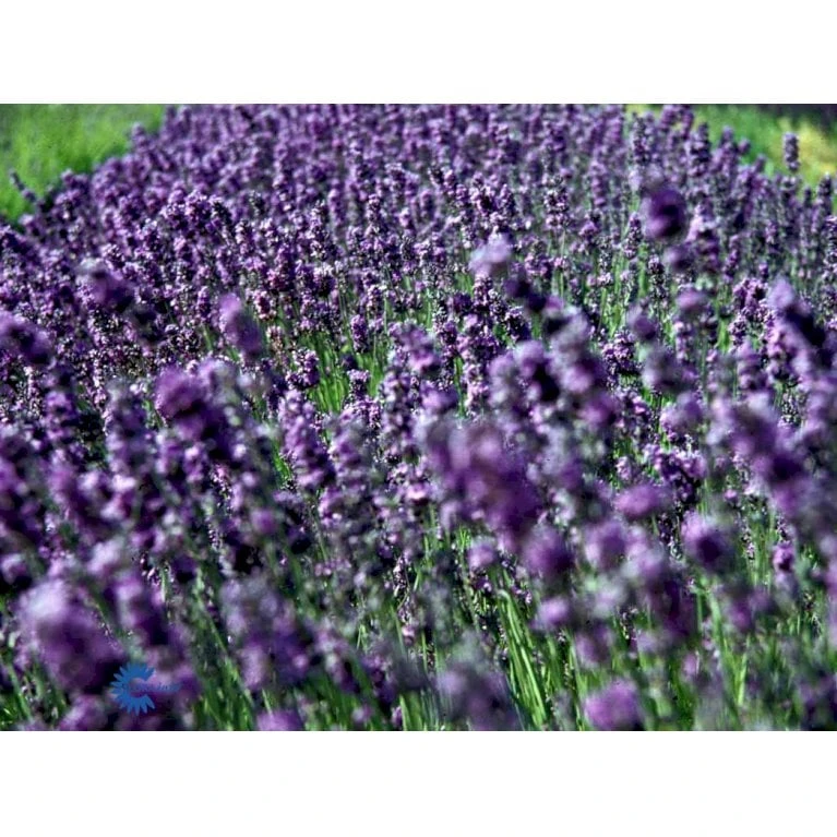 Ægte Lavendel Lavandula Angustifolia Pose Med Frø Eller Løg, 15 5 Ægte Lavendel Lavandula Angustifolia Pose Med Frø Eller Løg, 15 - Billede 3