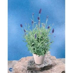 Ægte Lavendel Lavandula Angustifolia Pose Med Frø Eller Løg, 15 11 Ægte Lavendel Lavandula Angustifolia Pose Med Frø Eller Løg, 15 -Osmoz Naturens Butik fi10184 lavandula angustifolia fbba