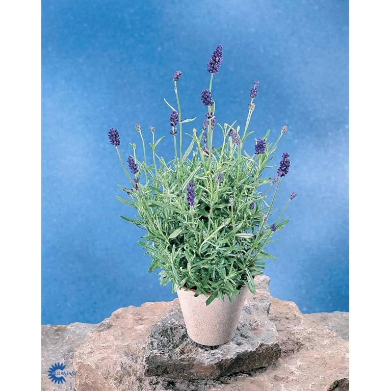 Ægte Lavendel Lavandula Angustifolia Pose Med Frø Eller Løg, 15 7 Ægte Lavendel Lavandula Angustifolia Pose Med Frø Eller Løg, 15 - Billede 5