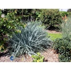 Blå Marehalm 'Blue Dune' Leymus Arenarius 'Blue Dune' 1 Liter Potte -Osmoz Naturens Butik fi10290 leymus arenarius blue dune 14f0