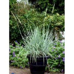 Blå Marehalm 'Blue Dune' Leymus Arenarius 'Blue Dune' 1 Liter Potte -Osmoz Naturens Butik fi10290 leymus arenarius blue dune 85d8
