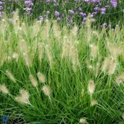Lampepudsergræs 'Hameln' Pennisetum Alopecuroides 'Hameln' 1 Liter Potte -Osmoz Naturens Butik fi11051 pennisetum alopecuroides hameln 40c7