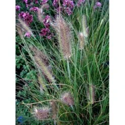 Lampepudsergræs 'Hameln' Pennisetum Alopecuroides 'Hameln' 1 Liter Potte -Osmoz Naturens Butik fi11051 pennisetum alopecuroides hameln 4908