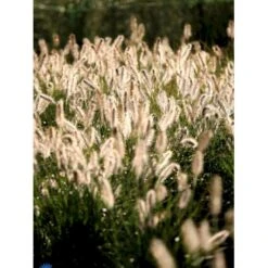 Lampepudsergræs 'Hameln' Pennisetum Alopecuroides 'Hameln' 1 Liter Potte -Osmoz Naturens Butik fi11051 pennisetum alopecuroides hameln 5949