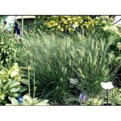 Lampepudsergræs 'Hameln' Pennisetum Alopecuroides 'Hameln' 1 Liter Potte -Osmoz Naturens Butik fi11051 pennisetum alopecuroides hameln 6e20