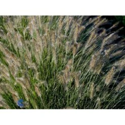 Lampepudsergræs 'Hameln' Pennisetum Alopecuroides 'Hameln' 1 Liter Potte -Osmoz Naturens Butik fi11051 pennisetum alopecuroides hameln d76b