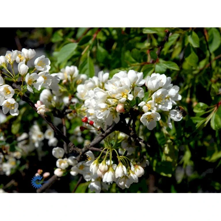 Paradisæble 'Fontana' Malus 'Fontana' Opstammet 120 Cm. Med Potte 5 Paradisæble 'Fontana' Malus 'Fontana' Opstammet 120 Cm. Med Potte - Billede 3