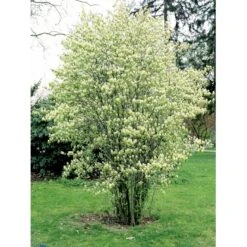 Aks-Bærmispel Amelanchier Spicata Barrods,- 3 års (1/2) 50-80 Cm. -Osmoz Naturens Butik fi13299 amelanchier spicata 08fe