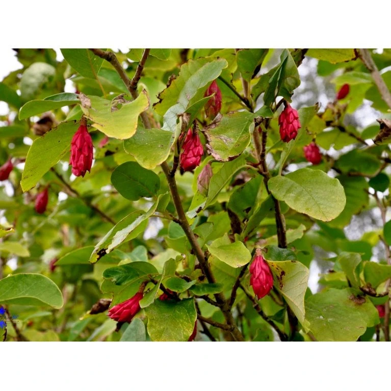 Paradisæble 'Hesse' Malus Sieboldii 'Hesse' 4-8 Grene, 150-200 Cm. 10 Liter Potte (A-2) 4 Paradisæble 'Hesse' Malus Sieboldii 'Hesse' 4-8 Grene, 150-200 Cm. 10 Liter Potte (A-2) - Billede 2