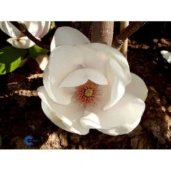 Paradisæble 'Hesse' Malus Sieboldii 'Hesse' 4-8 Grene, 150-200 Cm. 10 Liter Potte (A-2) 8 Paradisæble 'Hesse' Malus Sieboldii 'Hesse' 4-8 Grene, 150-200 Cm. 10 Liter Potte (A-2) -Osmoz Naturens Butik fi13495 magnolia sieboldii 4d23