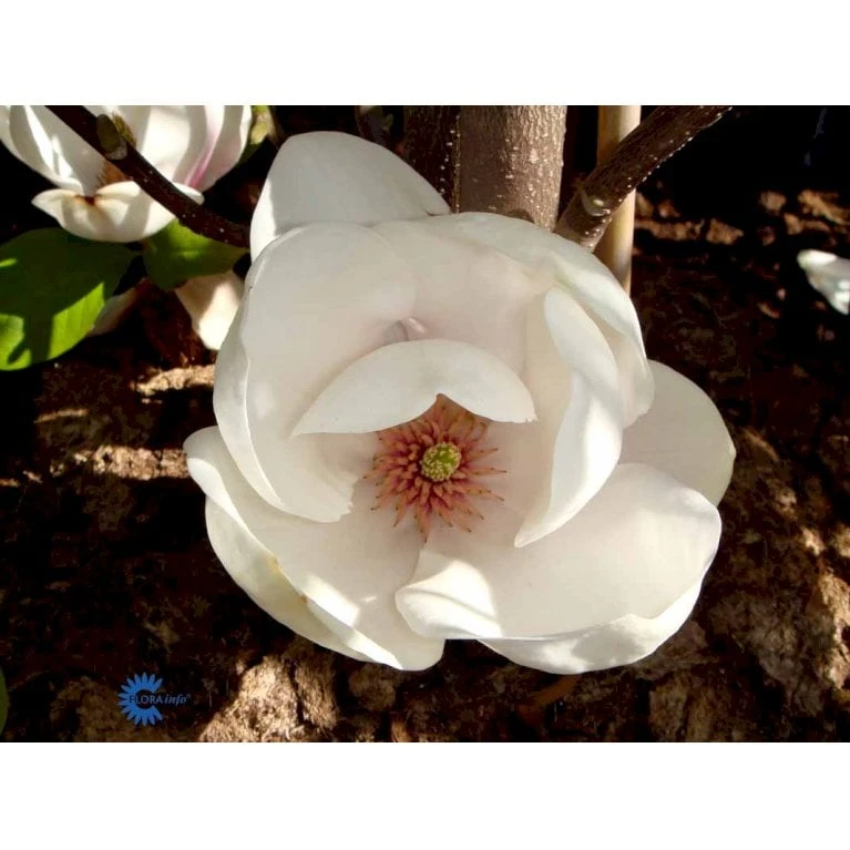 Paradisæble 'Hesse' Malus Sieboldii 'Hesse' 4-8 Grene, 150-200 Cm. 10 Liter Potte (A-2) 5 Paradisæble 'Hesse' Malus Sieboldii 'Hesse' 4-8 Grene, 150-200 Cm. 10 Liter Potte (A-2) - Billede 3