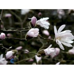 Stjernemagnolia 'Rosea' Magnolia Stellata 'Rosea' Opstammet 130 Cm, 12 Liter Potte -Osmoz Naturens Butik fi13517 magnolia stellata rosea 5eaa