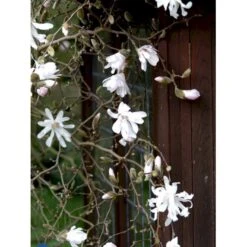 Stjernemagnolia 'Rosea' Magnolia Stellata 'Rosea' Opstammet 130 Cm, 12 Liter Potte -Osmoz Naturens Butik fi13517 magnolia stellata rosea 72b2