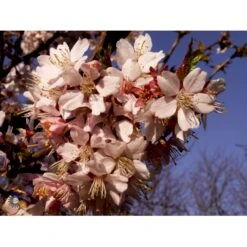 Japansk Bjergkirsebær Prunus Nipponica 'Brillant' Opstammet 50 Cm. 7,5 Liter Potte -Osmoz Naturens Butik fi13567 prunus nipponica hachimantai 912e