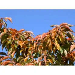 Japansk Bjergkirsebær Prunus Nipponica 'Brillant' Opstammet 50 Cm. 7,5 Liter Potte -Osmoz Naturens Butik fi13567 prunus nipponica hachimantai c035