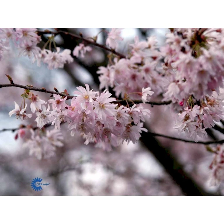 Oktoberkirsebær Prunus Subhirtella Autumnalis Med Klump,- 125-150 Cm. 4 Oktoberkirsebær Prunus Subhirtella Autumnalis Med Klump,- 125-150 Cm. - Billede 2