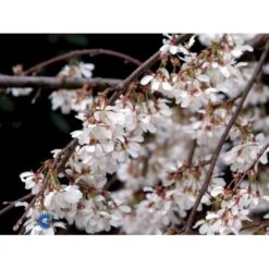 Hængende Yoshino-kirsebær 'Ivensii' Prunus Yedoensis 'Ivensii' Opstammet,- Potte 10 Liter,- 80 Cm. Stamme -Osmoz Naturens Butik fi13595 prunus yedoensis ivensii 2927