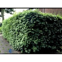 Naur Acer Campestre Barrods,- 2 års (2/0) 80-120 Cm. 19 Naur Acer Campestre Barrods,- 2 års (2/0) 80-120 Cm. -Osmoz Naturens Butik fi13628 acer campestre 10fa