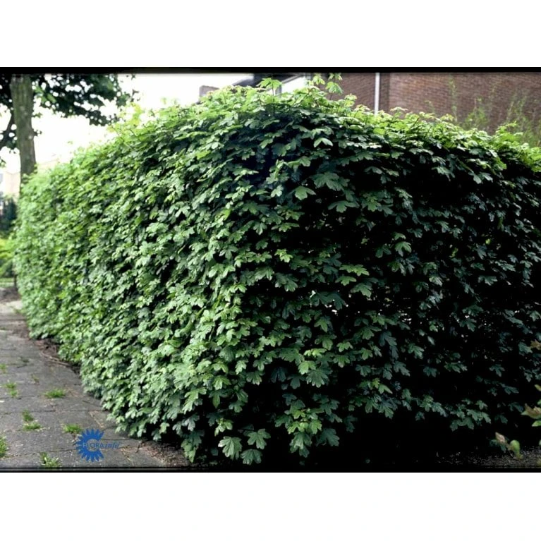 Naur Acer Campestre Barrods,- 2 års (2/0) 80-120 Cm. 11 Naur Acer Campestre Barrods,- 2 års (2/0) 80-120 Cm. - Billede 9