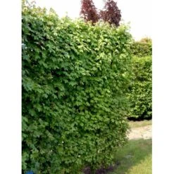 Naur Acer Campestre Barrods,- 2 års (2/0) 80-120 Cm. 18 Naur Acer Campestre Barrods,- 2 års (2/0) 80-120 Cm. -Osmoz Naturens Butik fi13628 acer campestre 5b8d