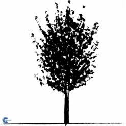 Naur Acer Campestre Barrods,- 2 års (2/0) 80-120 Cm. 15 Naur Acer Campestre Barrods,- 2 års (2/0) 80-120 Cm. -Osmoz Naturens Butik fi13628 acer campestre 66aa