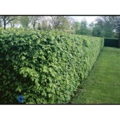 Naur Acer Campestre Barrods,- 2 års (2/0) 80-120 Cm. 16 Naur Acer Campestre Barrods,- 2 års (2/0) 80-120 Cm. -Osmoz Naturens Butik fi13628 acer campestre 9fb6