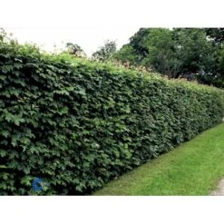Naur Acer Campestre Barrods,- 2 års (2/0) 80-120 Cm. 17 Naur Acer Campestre Barrods,- 2 års (2/0) 80-120 Cm. -Osmoz Naturens Butik fi13628 acer campestre c328