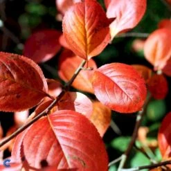 Storfrugtet Surbær Aronia Melanocarpa Barrods,- 3 års (1/2) 30-50 Cm. -Osmoz Naturens Butik fi13767 aronia melanocarpa 2ada