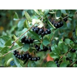 Storfrugtet Surbær Aronia Melanocarpa Barrods,- 3 års (1/2) 30-50 Cm. -Osmoz Naturens Butik fi13767 aronia melanocarpa 5598