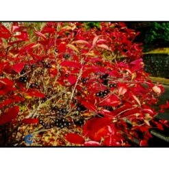 Storfrugtet Surbær Aronia Melanocarpa Barrods,- 3 års (1/2) 30-50 Cm. -Osmoz Naturens Butik fi13767 aronia melanocarpa 906f