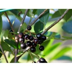 Storfrugtet Surbær 'Hugin' Aronia Melanocarpa 'Hugin' Potte 3,0 Liter,- Opbundet 14 Storfrugtet Surbær 'Hugin' Aronia Melanocarpa 'Hugin' Potte 3,0 Liter,- Opbundet -Osmoz Naturens Butik fi13770 aronia melanocarpa hugin 42ef