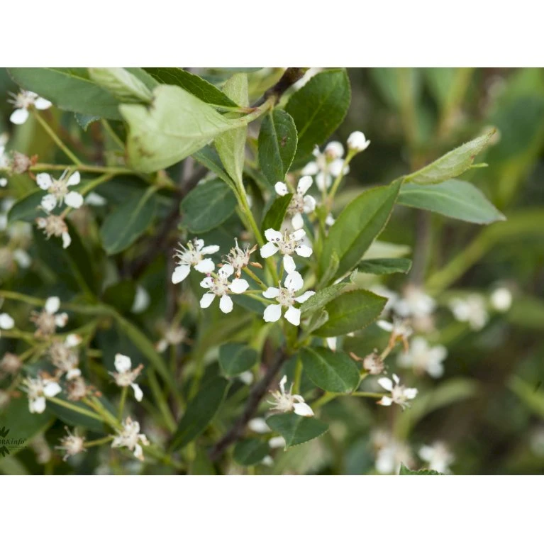 Storfrugtet Surbær 'Hugin' Aronia Melanocarpa 'Hugin' Potte 3,0 Liter,- Opbundet 7 Storfrugtet Surbær 'Hugin' Aronia Melanocarpa 'Hugin' Potte 3,0 Liter,- Opbundet - Billede 5