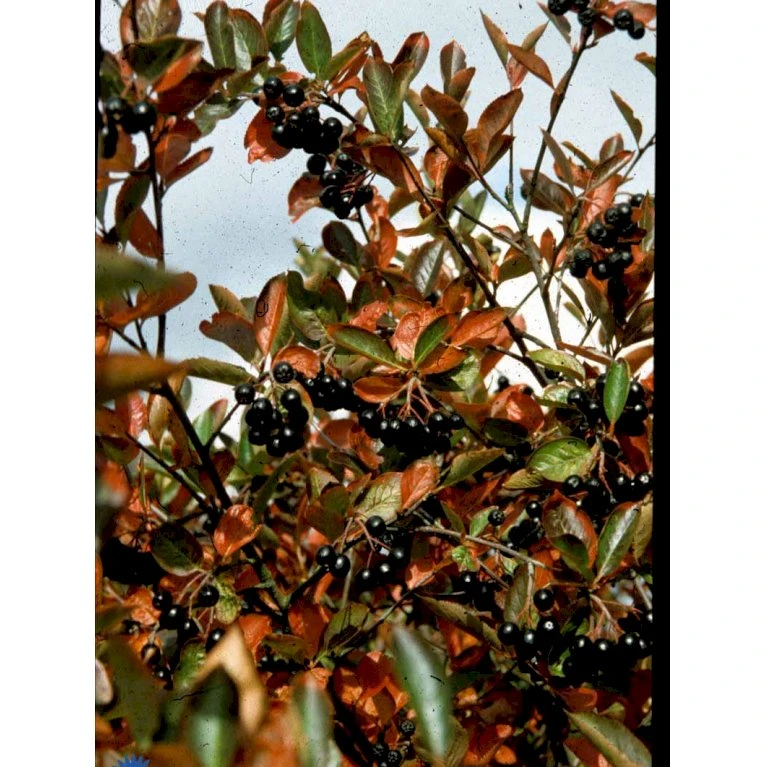 Storfrugtet Surbær 'Hugin' Aronia Melanocarpa 'Hugin' Potte 3,0 Liter,- Opbundet 9 Storfrugtet Surbær 'Hugin' Aronia Melanocarpa 'Hugin' Potte 3,0 Liter,- Opbundet - Billede 7