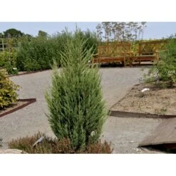 Almindelig Enebær 'Suecica' Juniperus Communis 'Suecica' Potte 3,0 Liter,- 40-60 Cm. 7 Almindelig Enebær 'Suecica' Juniperus Communis 'Suecica' Potte 3,0 Liter,- 40-60 Cm. -Osmoz Naturens Butik fi1398 juniperus communis suecica 3f1c