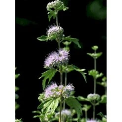 Blåskæg 'Kew Blue' Caryopteris Clandonensis 'Kew Blue' Potte 4,0 Liter,- 30-40 Cm. -Osmoz Naturens Butik fi14205 caryopteris clandon kew blue 5fd6