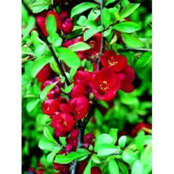 Japansk Kvæde 'Crimson And Gold' Chaenomeles Hyb. 'Crimson And Gold' 3,5 Liter Potte -Osmoz Naturens Butik fi14255 chaenomeles hyb crimson and gold 4701