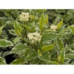 Hvidbroget Kornel 'Sibirica Variegata' Cornus Alba 'Sibirica Variegata' Potte 6,5 Liter 50-60 Cm. 7 Hvidbroget Kornel 'Sibirica Variegata' Cornus Alba 'Sibirica Variegata' Potte 6,5 Liter 50-60 Cm. -Osmoz Naturens Butik fi14313 cornus alba sibirica variegata b7d8