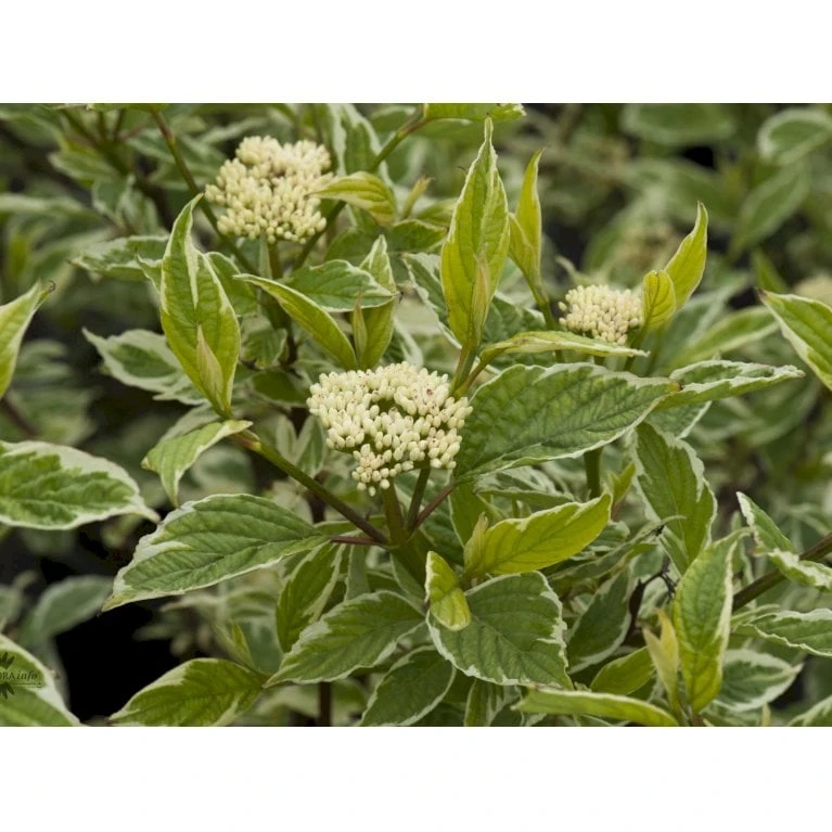 Hvidbroget Kornel 'Sibirica Variegata' Cornus Alba 'Sibirica Variegata' Potte 6,5 Liter 50-60 Cm. 5 Hvidbroget Kornel 'Sibirica Variegata' Cornus Alba 'Sibirica Variegata' Potte 6,5 Liter 50-60 Cm. - Billede 3