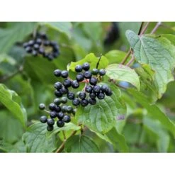 Rød Kornel Cornus Sanguinea Solitær Busk 150-200 Cm. - Med Klump 7 Rød Kornel Cornus Sanguinea Solitær Busk 150-200 Cm. - Med Klump -Osmoz Naturens Butik fi14328 cornus sanguinea 1268