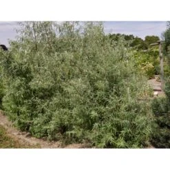 Smalbladet Sølvblad Elaeagnus Angustifolia Solitær Busk 125-150 Cm., Med Klump -Osmoz Naturens Butik fi14582 elaeagnus angustifolia 0be2