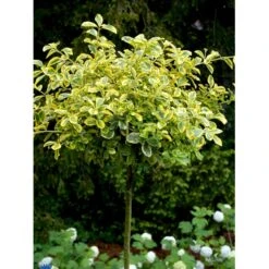 Benved 'Canadale Gold' Euonymus Japonica 'Canadale Gold' Opstammet 120 Cm. Med Potte -Osmoz Naturens Butik fi14786 euonymus fortunei canadale gold 1168
