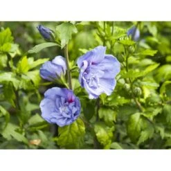 Syrisk Rose 'Blue Chiffon' Hibiscus Syriacus 'Blue Chiffon' Potte 4,0 Liter,- 50-60 Cm. -Osmoz Naturens Butik fi14996 hibiscus syriacus blue chiffon 44a7