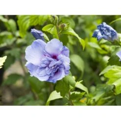 Syrisk Rose 'Blue Chiffon' Hibiscus Syriacus 'Blue Chiffon' Potte 4,0 Liter,- 50-60 Cm. -Osmoz Naturens Butik fi14996 hibiscus syriacus blue chiffon aa4a
