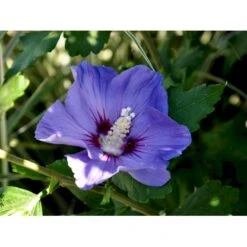 Syrisk Rose 'Marina' Hibiscus Syriacus 'Marina' Potte 4,0 Liter,- 50-60 Cm. -Osmoz Naturens Butik fi15012 hibiscus syriacus marina 5337
