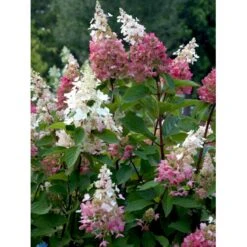 Syrén-Hortensia 'Pinky-Winky' ® Hydrangea Paniculata 'Pinky-winky' ® Potte 4,0 Liter,- 40-50 Cm. 22 Syrén-Hortensia 'Pinky-Winky' ® Hydrangea Paniculata 'Pinky-winky' ® Potte 4,0 Liter,- 40-50 Cm. -Osmoz Naturens Butik fi15201 hydrangea paniculata pinky winky 007d