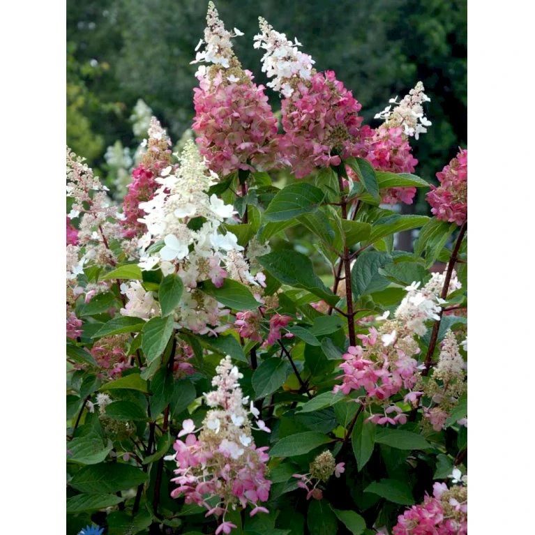 Syrén-Hortensia 'Pinky-Winky' ® Hydrangea Paniculata 'Pinky-winky' ® Potte 4,0 Liter,- 40-50 Cm. 12 Syrén-Hortensia 'Pinky-Winky' ® Hydrangea Paniculata 'Pinky-winky' ® Potte 4,0 Liter,- 40-50 Cm. - Billede 10