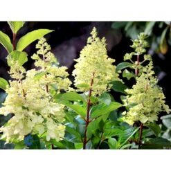 Syrén-Hortensia 'Pinky-Winky' ® Hydrangea Paniculata 'Pinky-winky' ® Potte 4,0 Liter,- 40-50 Cm. 21 Syrén-Hortensia 'Pinky-Winky' ® Hydrangea Paniculata 'Pinky-winky' ® Potte 4,0 Liter,- 40-50 Cm. -Osmoz Naturens Butik fi15201 hydrangea paniculata pinky winky ee93