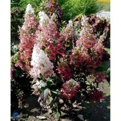 Syrén-Hortensia 'Pinky-Winky' ® Hydrangea Paniculata 'Pinky-winky' ® Potte 4,0 Liter,- 40-50 Cm. 23 Syrén-Hortensia 'Pinky-Winky' ® Hydrangea Paniculata 'Pinky-winky' ® Potte 4,0 Liter,- 40-50 Cm. -Osmoz Naturens Butik fi15201 hydrangea paniculata pinky winky f9a8